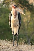 Marabou stork（非洲禿鸛）
