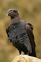 Thick-billed Raven（厚嘴渡鴉）