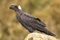 Thick-billed raven（厚嘴渡鴉）