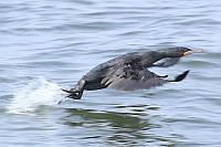 Cape cormorant（鸕鶿）