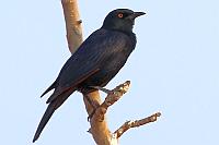 Pale-winged Starling（淡翅椋鳥）