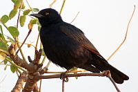 Pale-winged Starling（淡翅椋鳥）