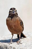 Cape sparrow（南非麻雀）