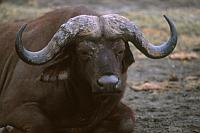Buffalo (African Buffalo)（非洲水牛）