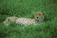 獵豹 (Serengeti N.P.)