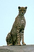 獵豹 (Serengeti N.P.)