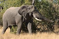Elephant (African Elephant)（非洲象）