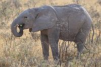 非洲象 (Etosha N.P.)