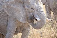 進食中的非洲象 (Etosha N.P.)
