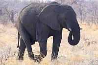 非洲象 (Etosha N.P.)