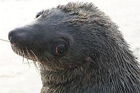 Fur Seal (Cape fur seal)（南非海狗）