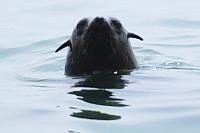 南非海狗(Walvis Bay)