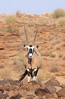 南非劍羚 (納米比亞 Ai Ais 溫泉附近)
