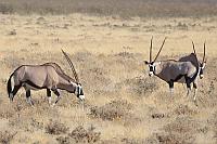 南非劍羚 (Etosha N.P.)