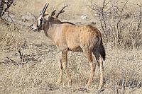 較年輕的南非劍羚 (Etosha N.P.)