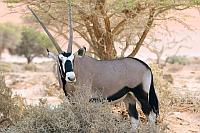 南非劍羚 (Namib-Naukluft N.P.)