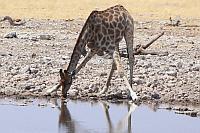 喝水中的長頸鹿 (Etosha N.P.)