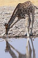 喝水中的長頸鹿 (Etosha N.P.)