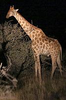 晚上看到的長頸鹿 (Etosha N.P.)