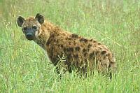 Hyena (Spotted Hyena)（斑點鬣狗）