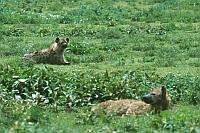 斑點鬣狗 (Serengeti N.P.)