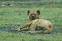 斑點鬣狗 (Ngorongoro Conservation Area)