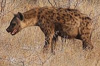 斑點鬣狗 (Etosha N.P.)