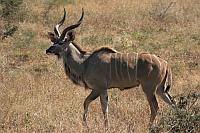 Greater kudu (Kruger N.P.)
