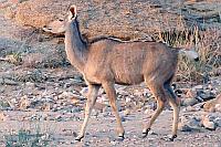 Greater kudu (納米比亞 Ai Ais 溫泉附近)