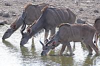 Greater kudu (Etosha N.P.)