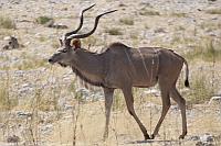 Greater kudu (Etosha N.P.)