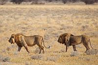 兩頭雄獅 (Etosha National Park)
