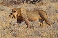雄獅 (Etosha National Park)