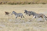 捕獵斑馬 (Etosha National Park)