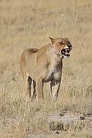 獅子 (Etosha National Park)