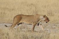 獅子 (Etosha National Park)