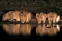 到水潭喝水的獅子 (Etosha National Park)
