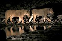 到水潭喝水的獅子 (Etosha National Park)
