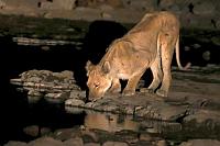 在水潭喝水的獅子 (Etosha National Park)