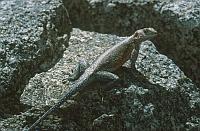 Agama (飛蜥 / 鬣蜥) (Serengeti N.P., Tanzania)