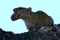 松鼠 (Kruger N.P., 南非)