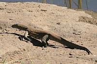 蜥蝪 (Kruger N.P., 南非)