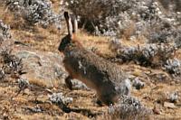 野兔 (Bale Mountain N.P., Ethiopia)
