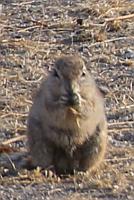 松鼠 (Etosha N.P., Namibia)