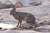 Cape hare (Etosha N.P., Namibia)