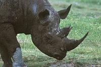 Rhinoceros (Black Rhinoceros)（黑犀牛）