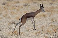 跳羚 (Etosha National Park)