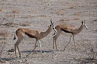 跳羚 (Etosha National Park)