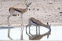 喝水中的跳羚 (Etosha National Park)