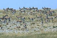 一群跳羚 (Etosha National Park)